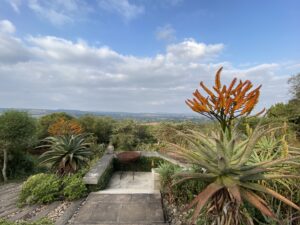 Marlothi aloe in bloom at Moxie Manor