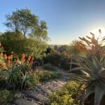 aloes in view at Moxie Manor