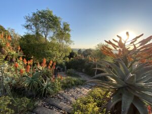 aloes in view at Moxie Manor