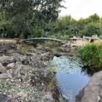 fish pond at Moxie Manor with bridge and lily pads