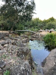 fish pond at Moxie Manor with bridge and lily pads